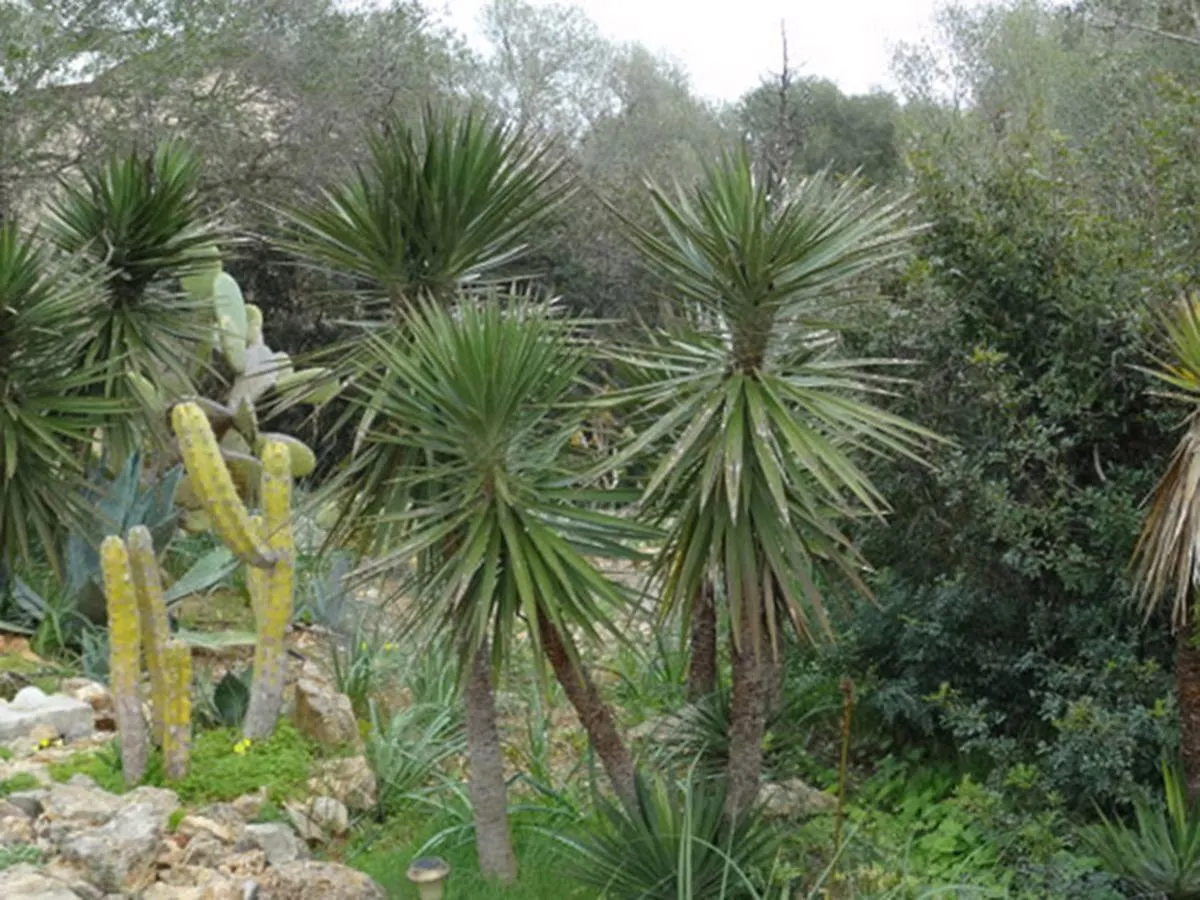Ferienfinca Gekko Mallorca Villa Santanyi Spain